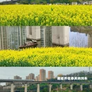 重庆旅游 缩略图 3