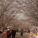 安顺旅游 缩略图 14