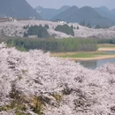 安顺旅游 缩略图 7