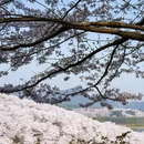 安顺旅游 缩略图 6