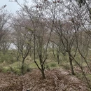 贵阳旅游 缩略图 5