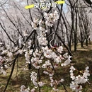 贵阳旅游 缩略图 13
