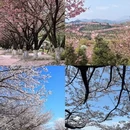 安顺旅游 缩略图 3