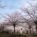安顺旅游 缩略图 3
