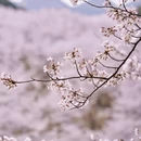 安顺旅游 缩略图 3