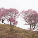 安顺旅游 缩略图 4