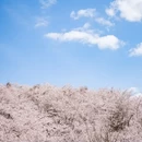 安顺旅游 缩略图 4
