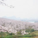 安顺旅游 缩略图 5
