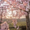 安顺旅游 缩略图 8