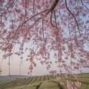 安顺旅游 缩略图 10