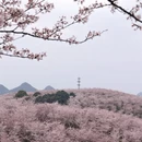 安顺旅游 缩略图 16