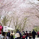 安顺旅游 缩略图 1