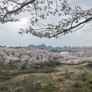 安顺旅游 缩略图 3