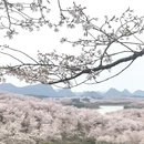 安顺旅游 缩略图 4