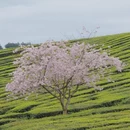 贵阳旅游 缩略图 1