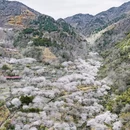 绍兴旅游 缩略图 7