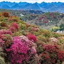 毕节旅游 缩略图 5