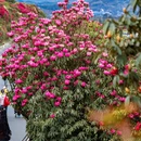 毕节旅游 缩略图 11