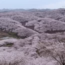 安顺旅游 缩略图 11