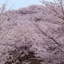 安顺旅游 缩略图 6