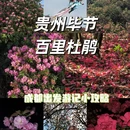 毕节旅游 缩略图 1