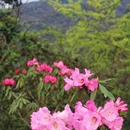 成都旅游 缩略图 5