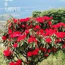 成都旅游 缩略图 3
