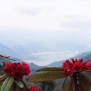 成都旅游 缩略图 16
