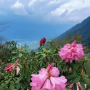 成都旅游 缩略图 15
