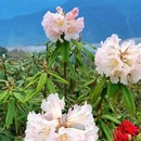 成都旅游 缩略图 14