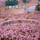 安顺旅游 缩略图 1