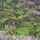 安顺旅游 缩略图 5