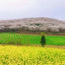 安顺旅游 缩略图 12