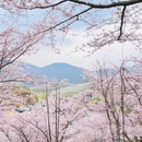 安顺旅游 缩略图 6