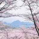 安顺旅游 缩略图 4