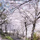 重庆旅游 缩略图 4