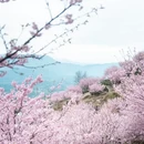 重庆旅游 缩略图 7