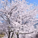 重庆旅游 缩略图 5