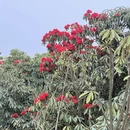 毕节旅游 缩略图 6