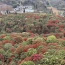 安顺旅游 缩略图 7