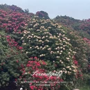 毕节旅游 缩略图 3