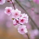 安顺旅游 缩略图 4