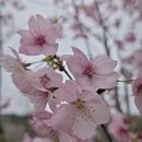 金华旅游 缩略图 6