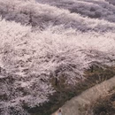 安顺旅游 缩略图 4