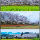 安顺旅游 缩略图 1