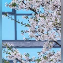 安顺旅游 缩略图 5