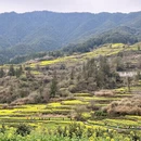 黄山旅游 缩略图 4