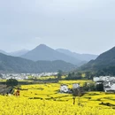 黄山旅游 缩略图 2