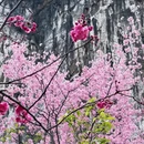 桂林旅游 缩略图 9