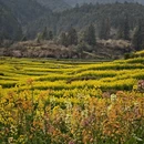 黄山旅游 缩略图 2